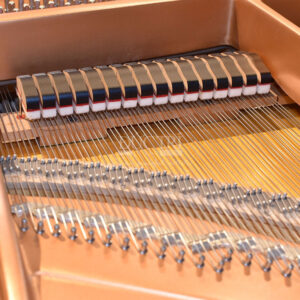 Dampers set Yamaha C1L chặn dây