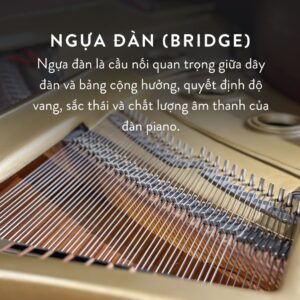 Đàn Grand Piano Yamaha C5 Cao Cấp Tại Đức Trí Music